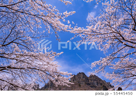 桜と妙義山 群馬県 桜と妙義山 群馬県 55445450