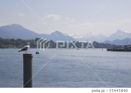 Switzerland. Gull on a mooring pole in the Lake 55445840