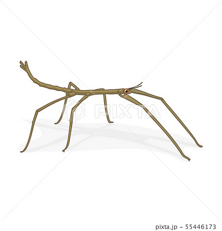 vector cartoon insect clip art 55446173