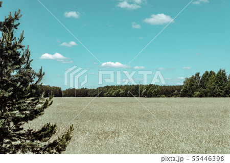 Gold Wheat flied panorama with tree at sunset, rural countryside 55446398