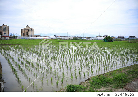 田んぼ 55446655