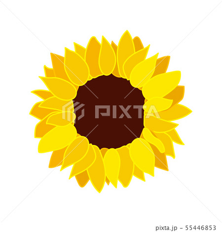 vector sunflower seed head flower vector sunflower seed head flower 55446853