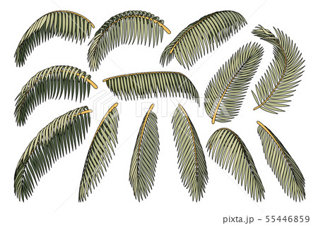 vector hand drawn plant clipart 55446859