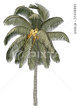 vector hand drawn plant clipart 55446865