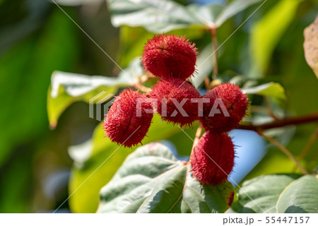樹上のベニノキの実 55447157