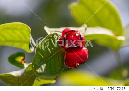 樹上のミズレンブの実 55447243