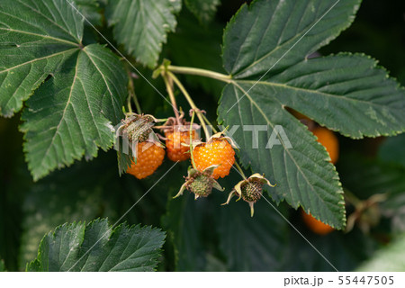 カジイチゴの黄色い実 カジイチゴの黄色い実 55447505