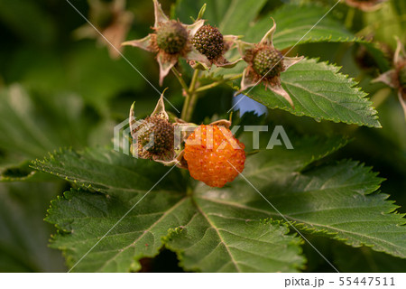 カジイチゴの黄色い実 カジイチゴの黄色い実 55447511