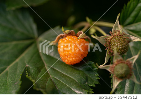 カジイチゴの黄色い実 55447512