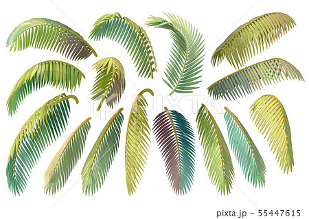 vector hand drawn plant clipart vector hand drawn plant clipart 55447615
