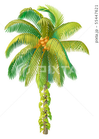 vector hand drawn plant clipart 55447621
