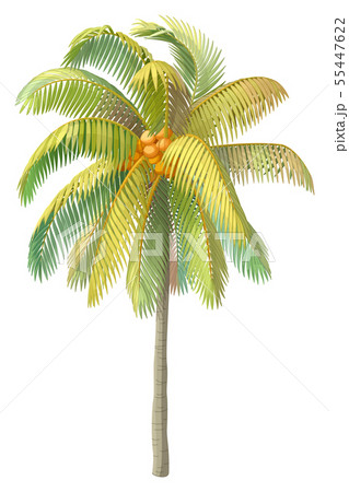 vector hand drawn plant clipart 55447622