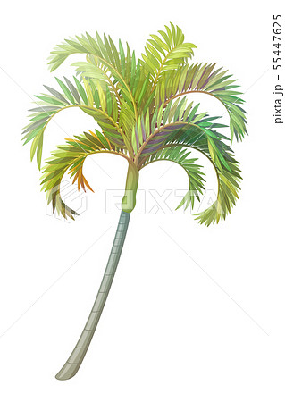 vector handdrawn plant clipart 55447625
