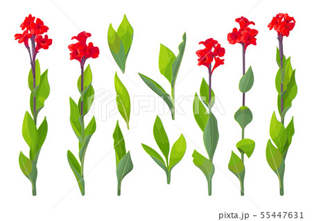 vector hand drawn plant clipart 55447631