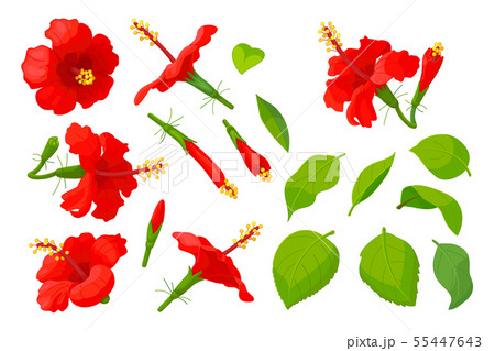 vector hand drawn plant clipart 55447643