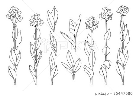 vector hand drawn plant clipart 55447680