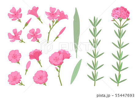 vector hand drawn plant clipart 55447693