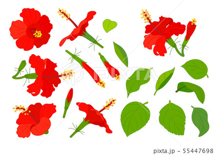 vector hand drawn plant clipart 55447698
