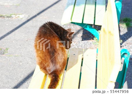 睨んでいる茶色の野良猫 55447956