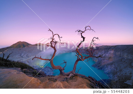 Deadwood leafless tree at Kawah Ijen volcano with Deadwood leafless tree at Kawah Ijen volcano with 55448203