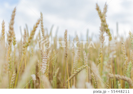 Field with young ears of wheat and green hills Field with young ears of wheat and green hills 55448211