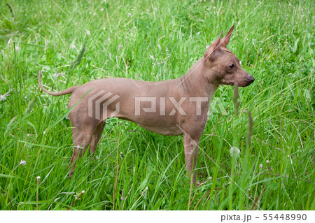 American hairless terrier puppy on a green meadow. American hairless terrier puppy on a green meadow. 55448990