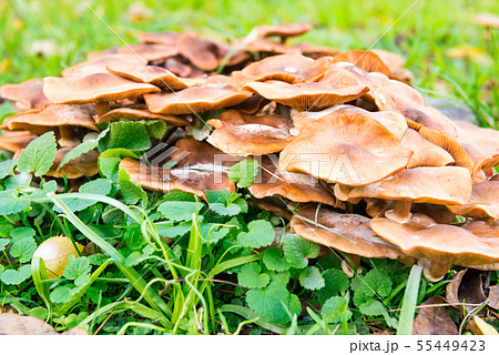 Group of honey agaric mushrooms Group of honey agaric mushrooms 55449423