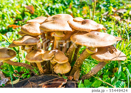 Group of honey agaric mushrooms Group of honey agaric mushrooms 55449424