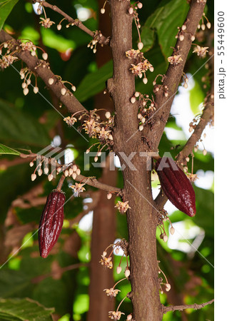 Young cacao pods 55449600