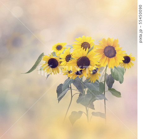 Decorative sunflowers in bloom Decorative sunflowers in bloom 55450090
