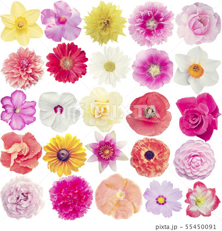 Many different flowers isolated on white Many different flowers isolated on white 55450091