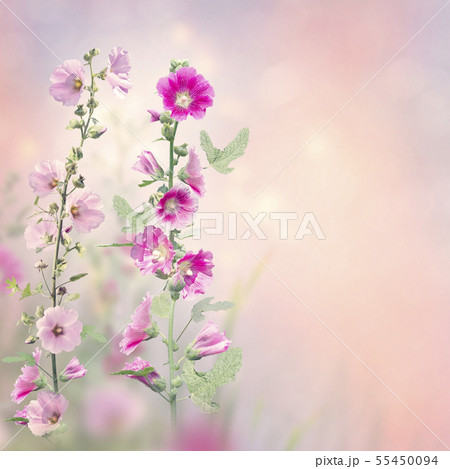 Hollyhock flowers blooming in the garden Hollyhock flowers blooming in the garden 55450094