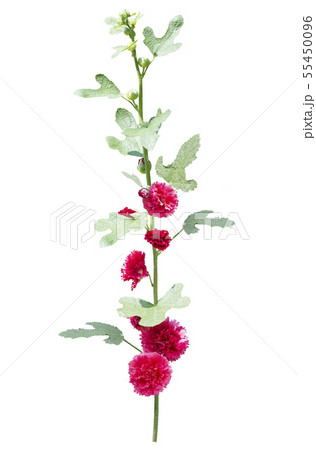 hollyhock flowers isolated on white background 55450096