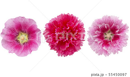 hollyhock flowers isolated on white background hollyhock flowers isolated on white background 55450097
