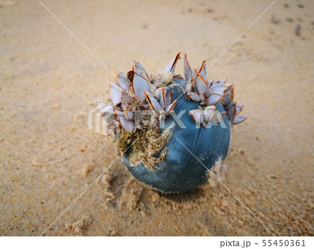 Beachcomber Beachcomber 55450361