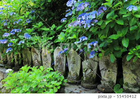 紫陽花と石仏 紫陽花と石仏 55450412