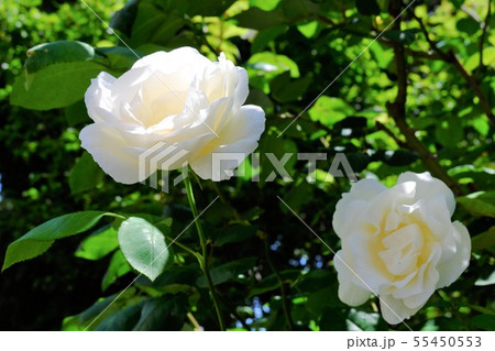 白く咲き誇る薔薇の花 55450553