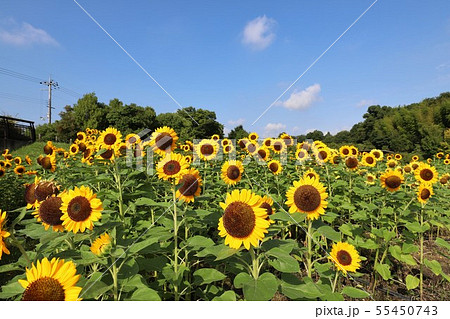 馬見丘陵公園のひまわり 55450743
