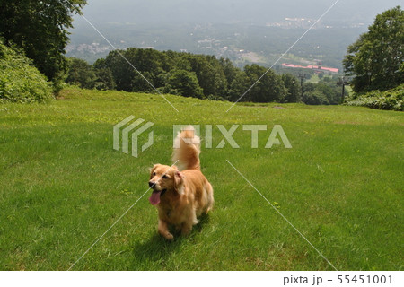 真夏の山登りの犬 真夏の山登りの犬 55451001