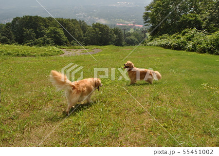 夏山の散歩 55451002