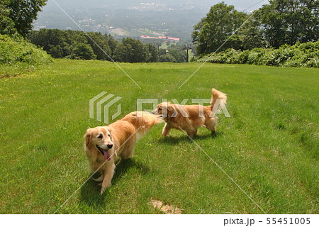 山登りの連なる犬 山登りの連なる犬 55451005
