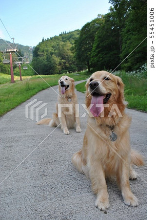 暑くてハーハーの犬 55451006