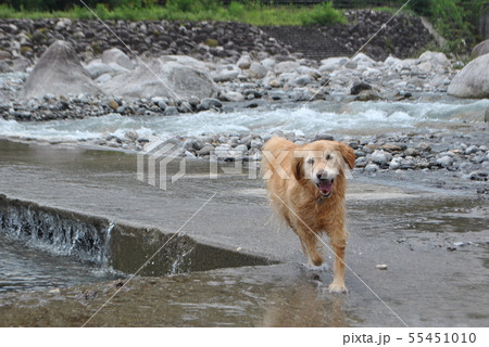 川遊びでうれしい犬 川遊びでうれしい犬 55451010