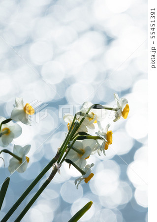 日本スイセンの花 55451391