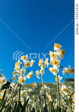 日本スイセンの花 55451434