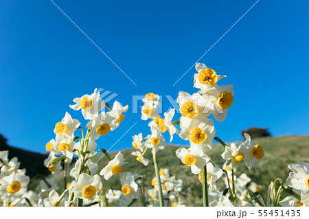日本スイセンの花 55451435