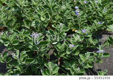 ハマゴウ（浜栲）の花 55451450