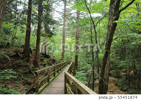 赤沢自然休養林　（長野県木曽郡上松町） 55451874