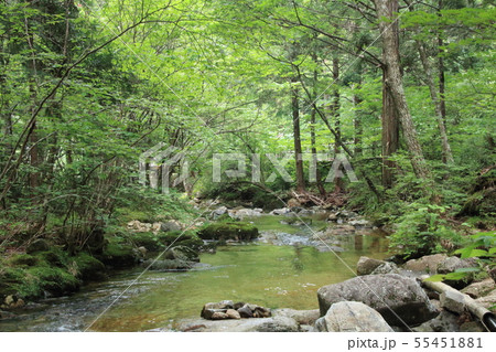 赤沢自然休養林 (長野県木曽郡上松町) 赤沢自然休養林 (長野県木曽郡上松町) 55451881
