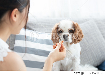 ペット　しつけ 55452092